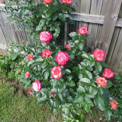 Krémsárga, piros szegéllyel - virágágyi grandiflora - floribunda rózsa